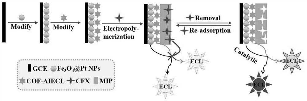 Sensor with specificity for CFXs, recognition method and application