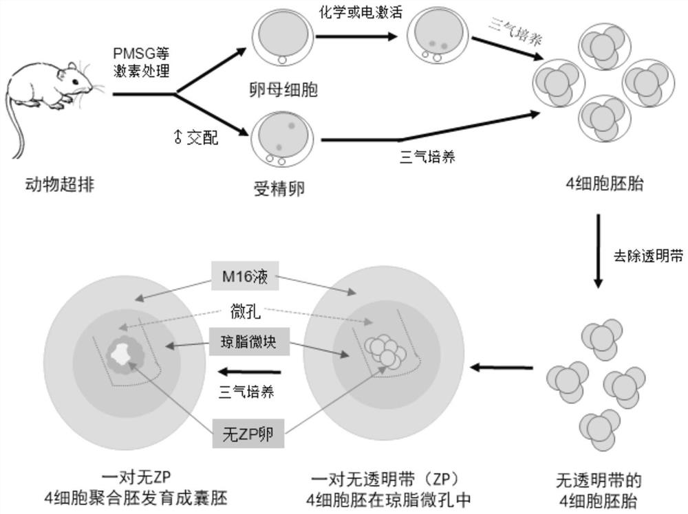 A kind of method of preimplantation without zona pellucida embryo aggregation and in vitro culture