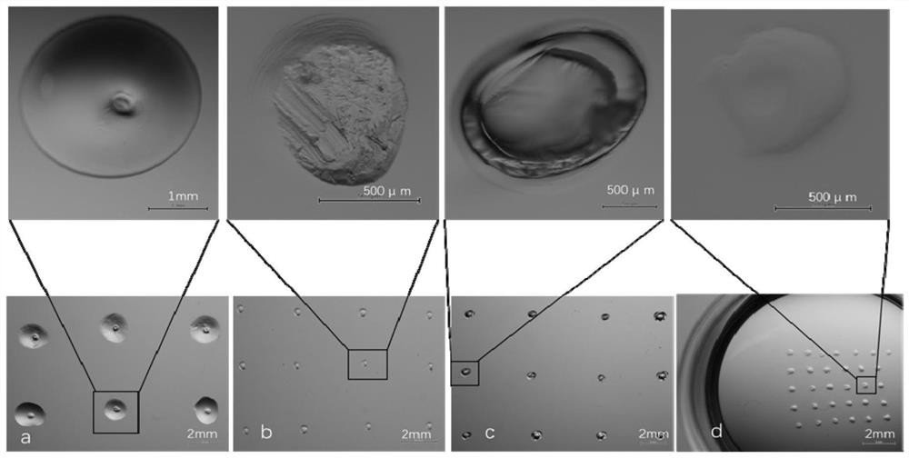 A kind of method of preimplantation without zona pellucida embryo aggregation and in vitro culture