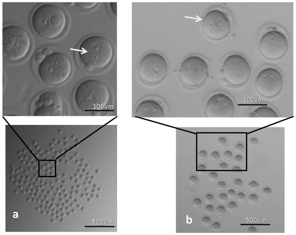A kind of method of preimplantation without zona pellucida embryo aggregation and in vitro culture