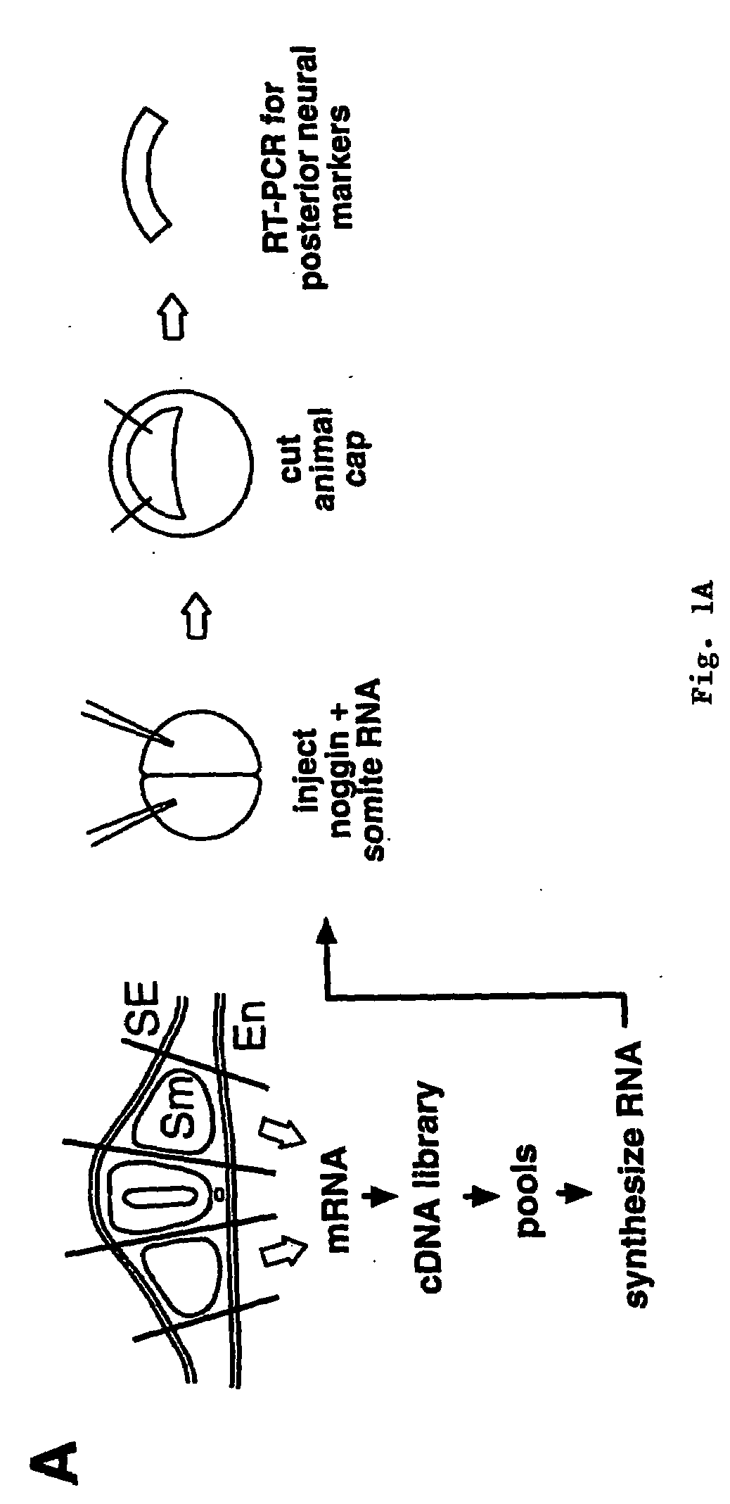 Wise/sost nucleic acid sequences and amino acid sequences