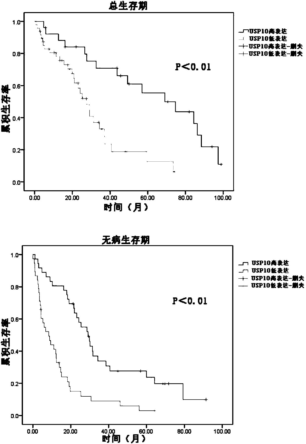 Application of quantitative detection of USP10 protein in prognosis kit of primary liver cancer