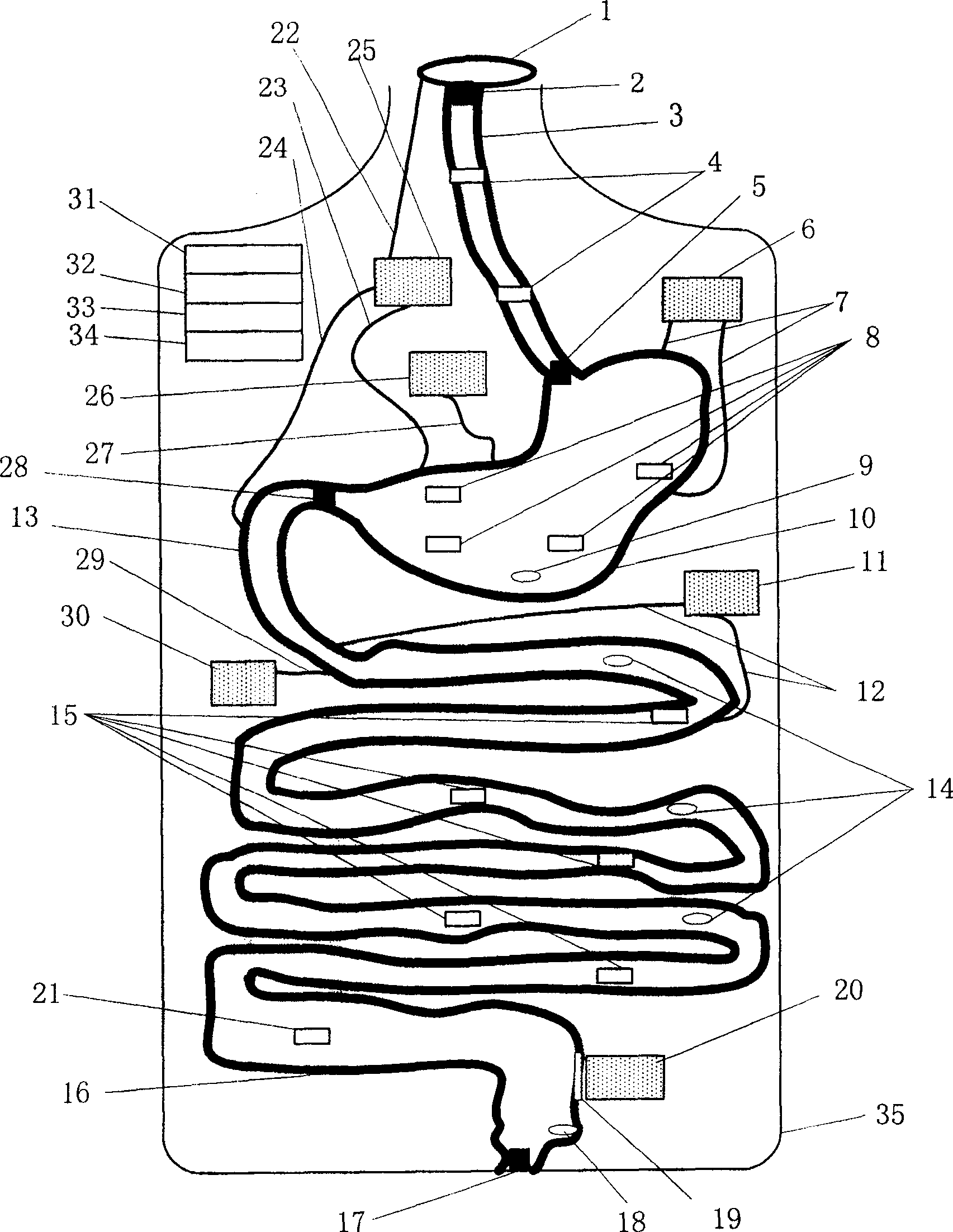 Analog device of alimentary system