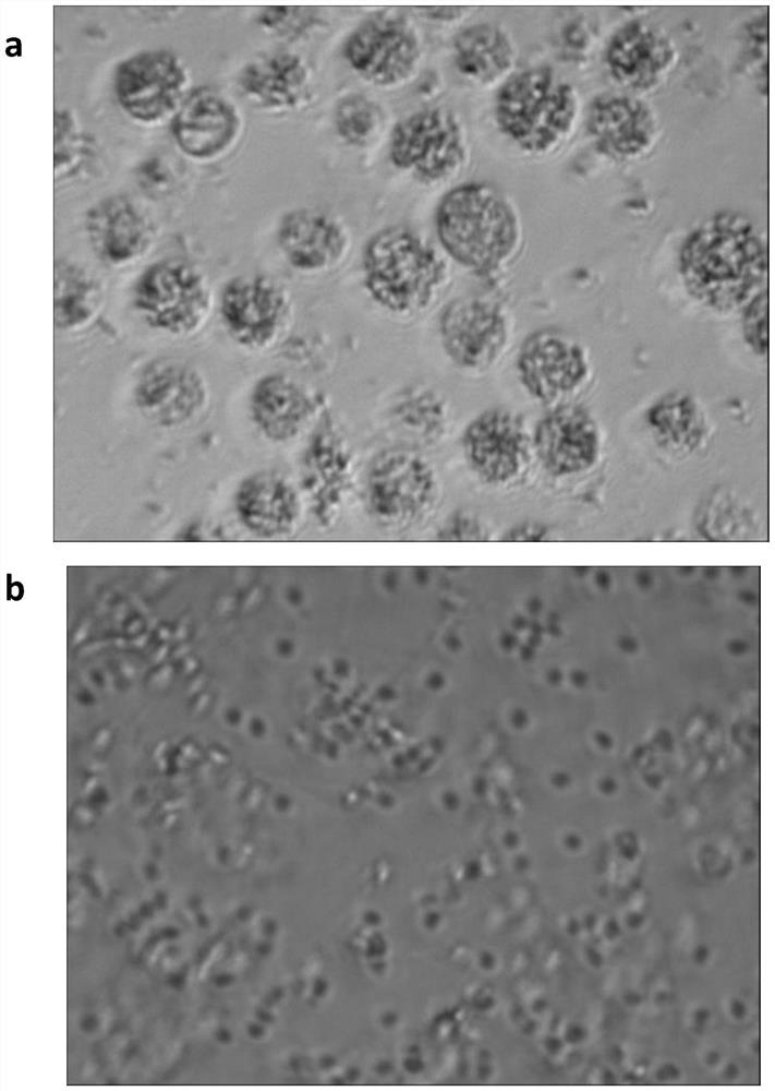 A Method for Isolating and Cultivating Germ Cells from Gonad Tissue of Mud clam