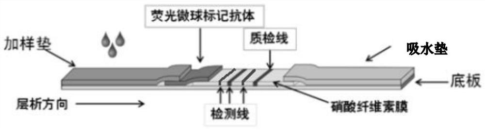 Triple detection chromatography test strip for human cardiac troponin I, human growth differentiation factor 15 and human D dimer and an application thereof