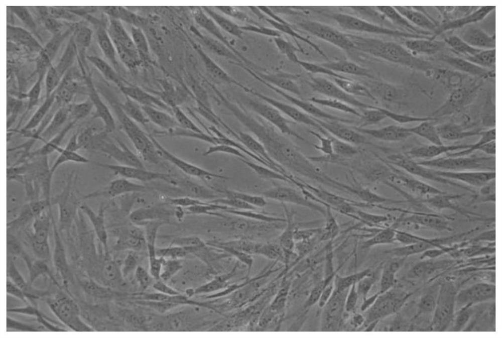 A kind of culture and cryopreservation method of amniotic mesenchymal stem cells