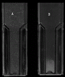 Self-flocculating fermentation production of alpha-arbutin