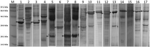 Recombinant fusion protein in antibody targeting and application thereof in epigenetics
