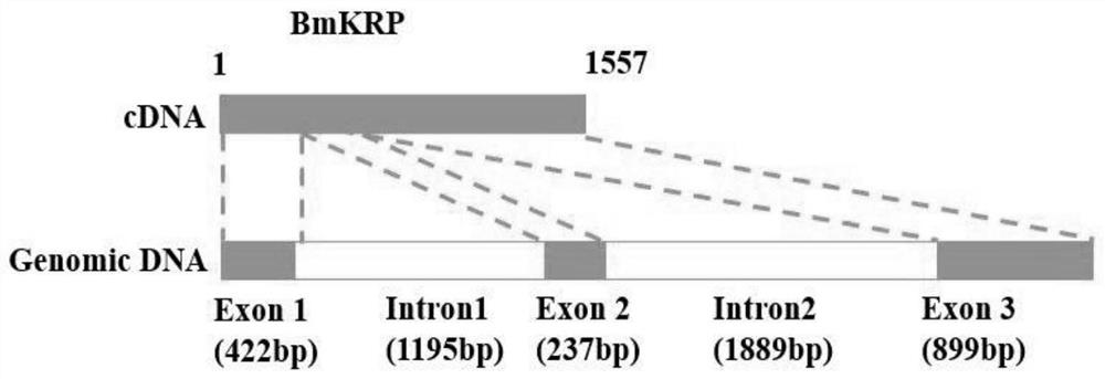 Application of krp gene in pest control