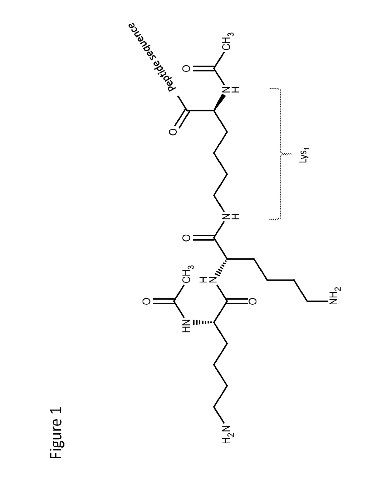 Peptide analogues with branched amino acid probe(s)