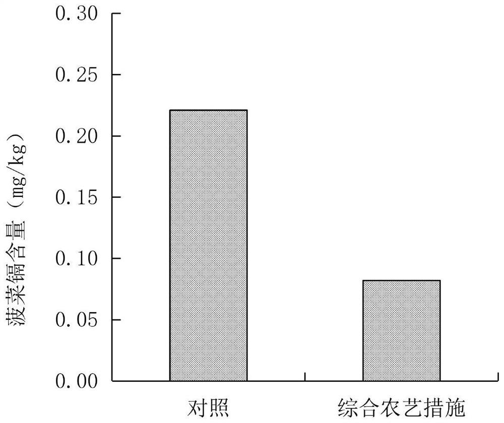 Safe production method of calcareous medium-light cadmium polluted vegetable field spinach