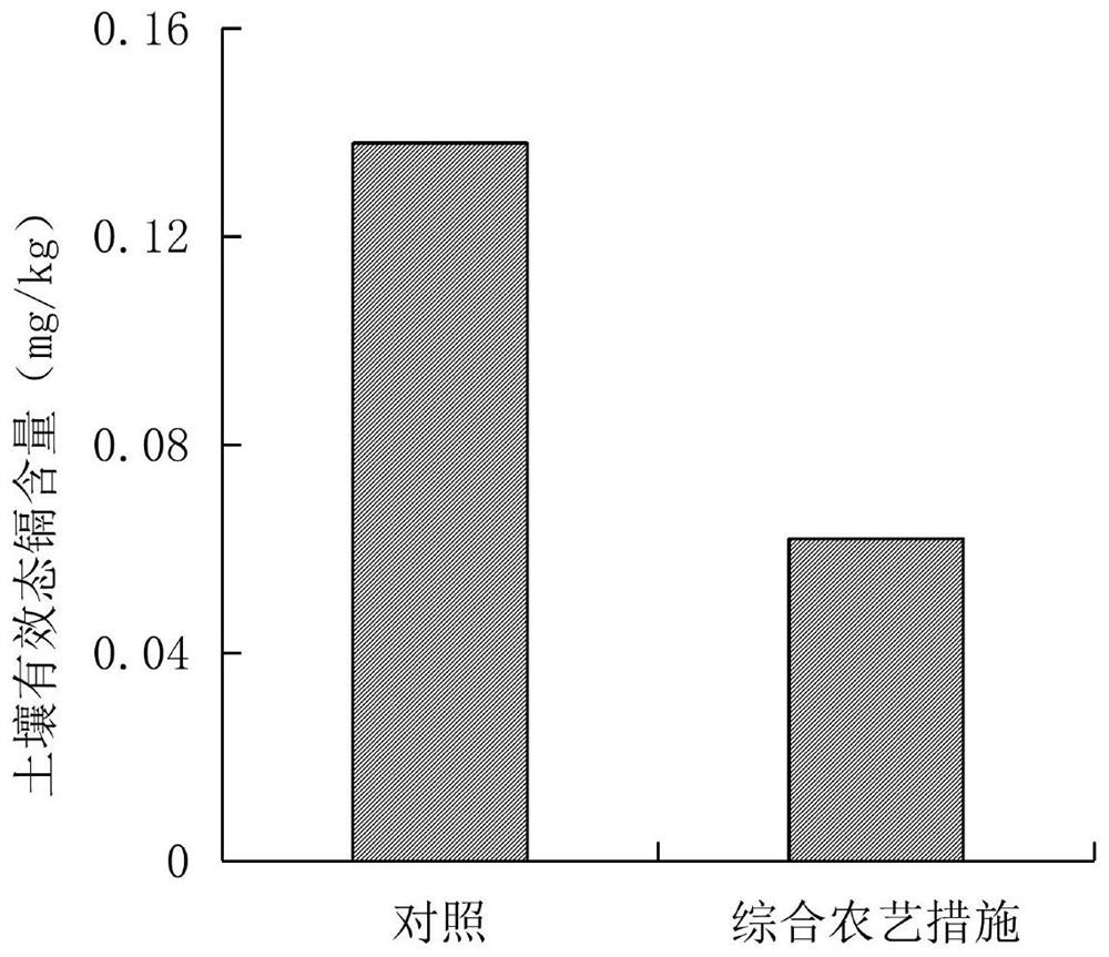 Safe production method of calcareous medium-light cadmium polluted vegetable field spinach