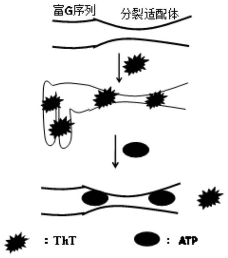 Split aptamer sensors for ATP detection and their applications