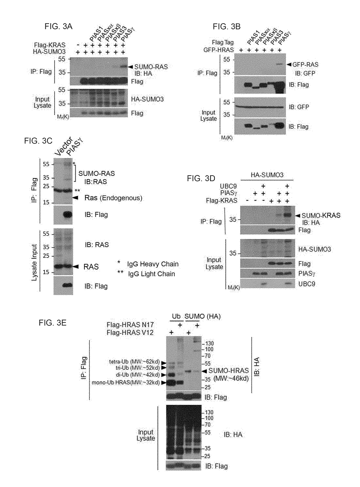Compositions and Methods For the Modulation of Ras Proteins