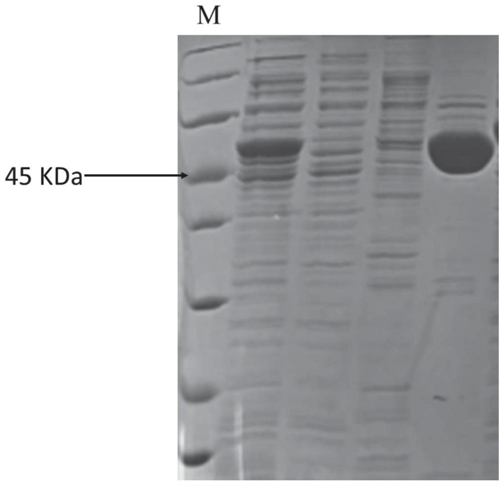 Monoclonal antibody of anti-SARS-CoV-2 nucleocapsid protein and application