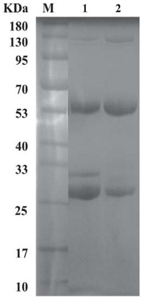 Monoclonal antibody of anti-SARS-CoV-2 nucleocapsid protein and application