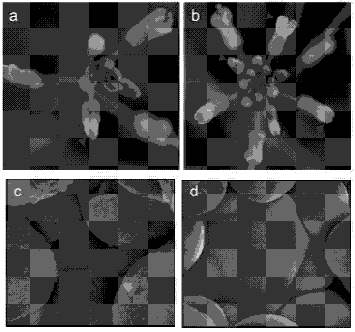 Method for interfering plant endogenous CLE family polypeptide hormone and antagonist polypeptide for small molecule polypeptide hormone