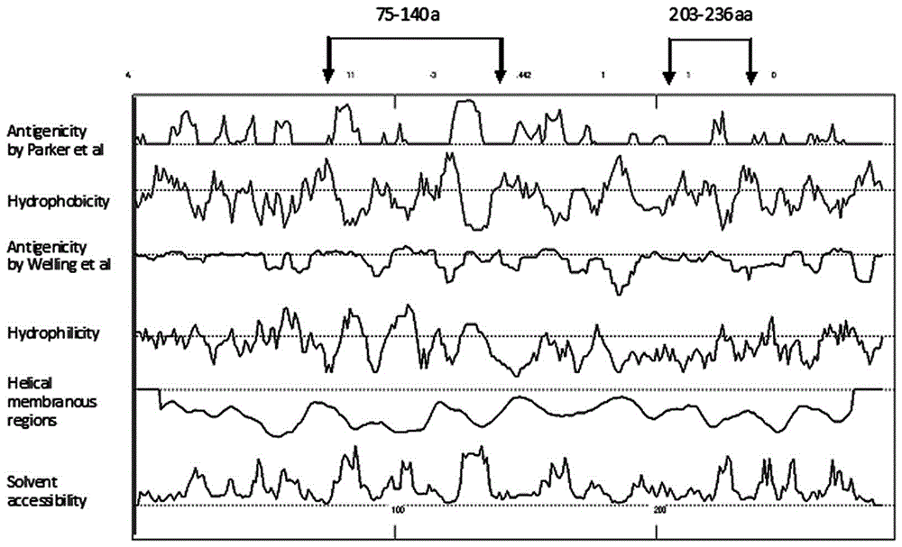 Preparation and application of echovirus type 1 VP1 protein specific antigen epitope and fusion protein thereof