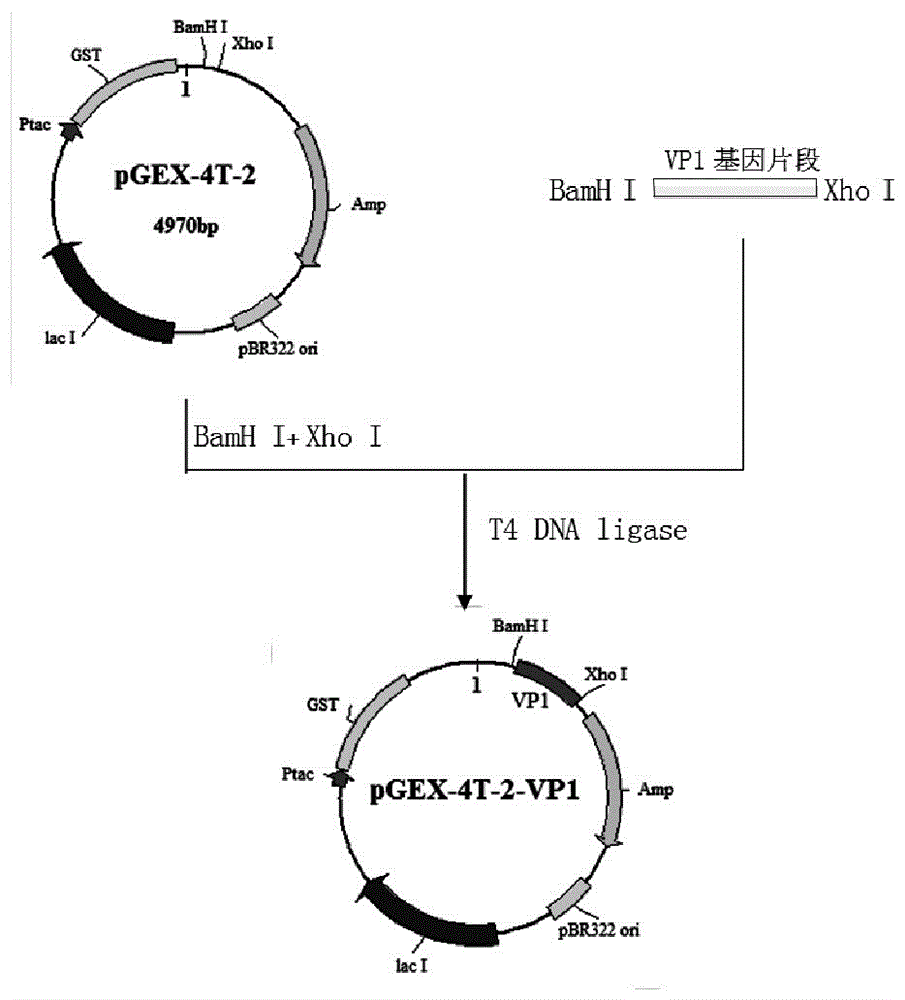 Preparation and application of echovirus type 1 VP1 protein specific antigen epitope and fusion protein thereof