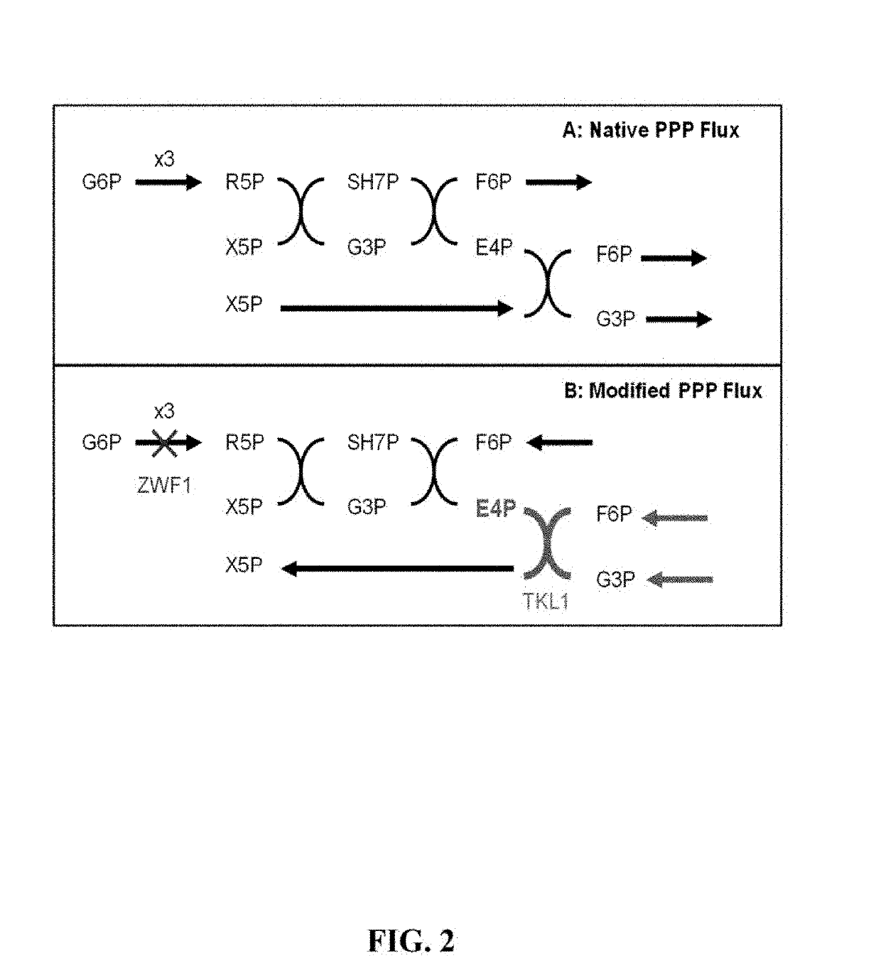 Benzylisoquinoline Alkaloid (BIA) Precursor Producing Microbes, and Methods of Making and Using the Same