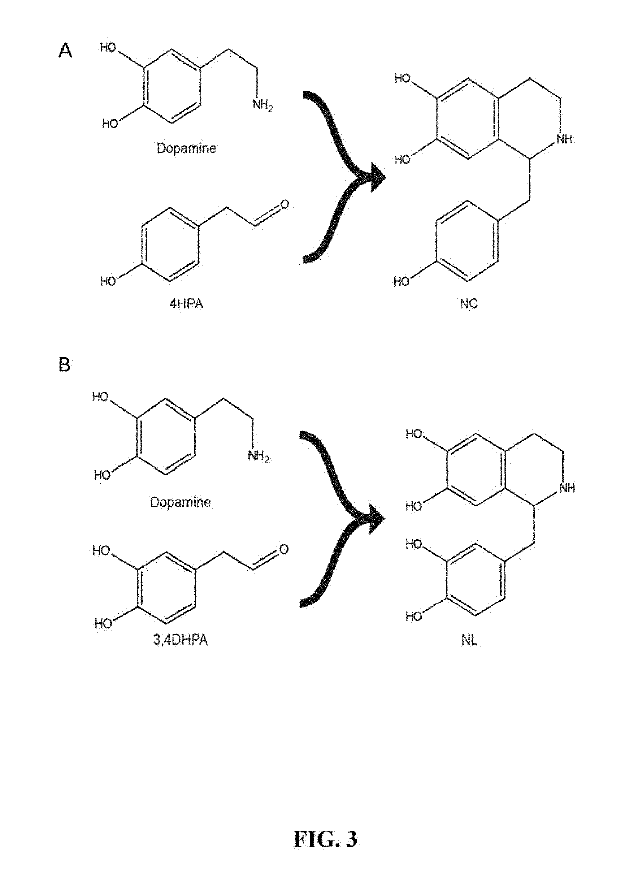 Benzylisoquinoline Alkaloid (BIA) Precursor Producing Microbes, and Methods of Making and Using the Same