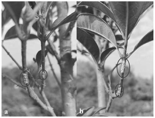 Prevention and control method of ricania sublimbata of tea trees