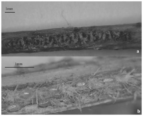 Prevention and control method of ricania sublimbata of tea trees