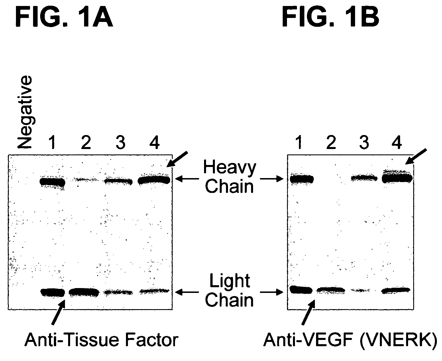 Methods for producing humanized antibodies and improving yield of antibodies or antigen binding fragments in cell culture