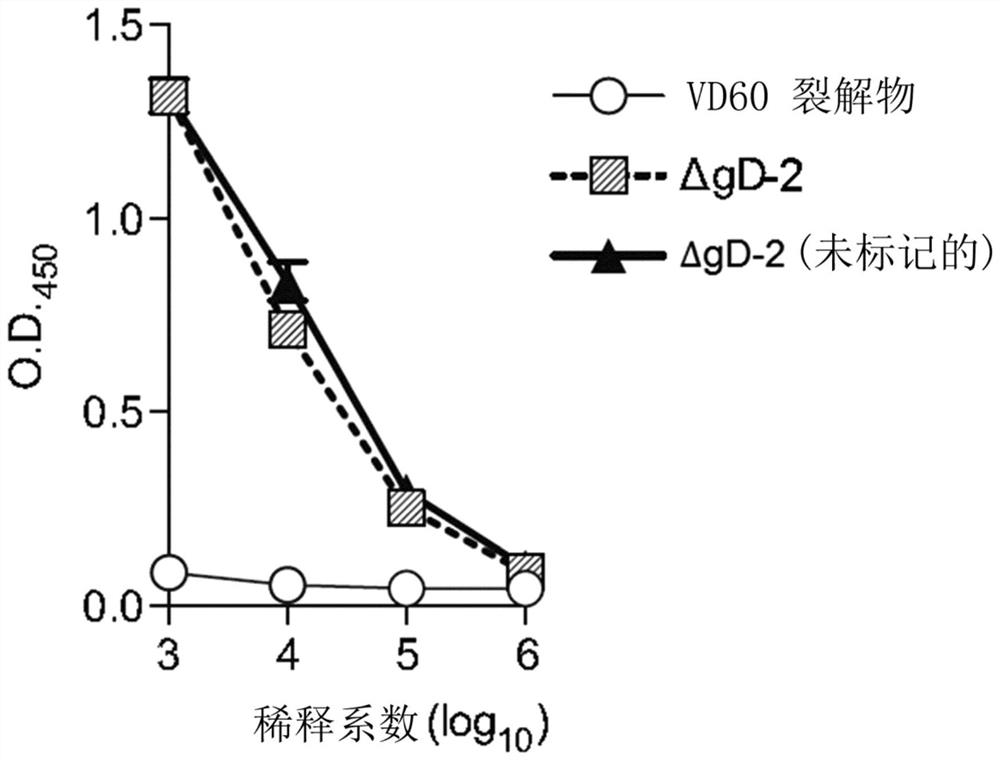 HSV-2-DELTA-gD VACCINES AND METHODS FOR THEIR PRODUCTION AND USE