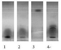 Method for quickly and quantitatively screening captan residue in fruit through high-performance thin-layer chromatography coupled with photobacterium phosphoreum biosensing