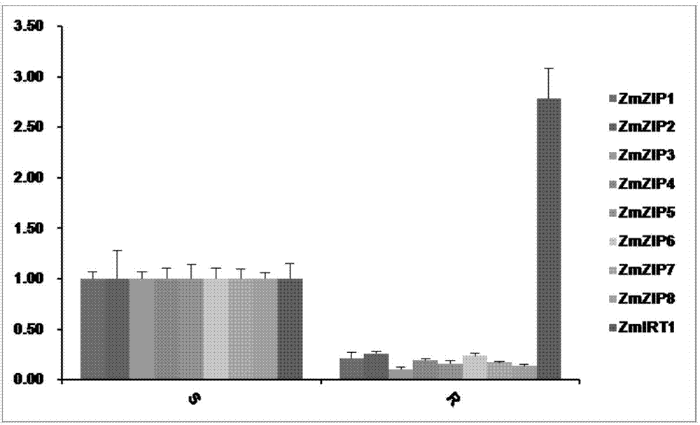 Zea mays zinc iron-regulated transporter ZmZIPs genes and applications thereof