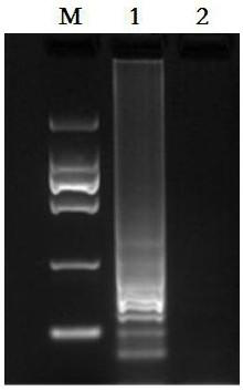 LAMP detection primer and LAMP detection reagent kit for orf viruses