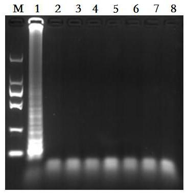 LAMP detection primer and LAMP detection reagent kit for orf viruses