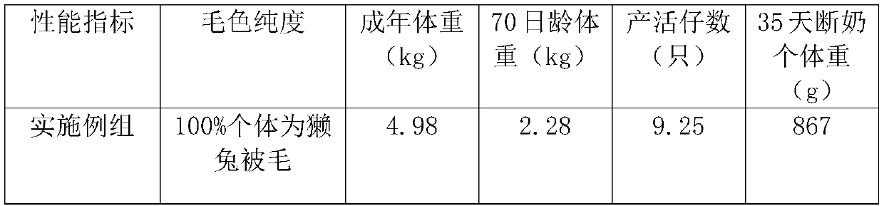 Cultivating method of general-purpose maternal sides of meat and skin dual-purpose rabbits and application of cultivating method