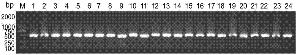 CD105 nano antibody Nb86