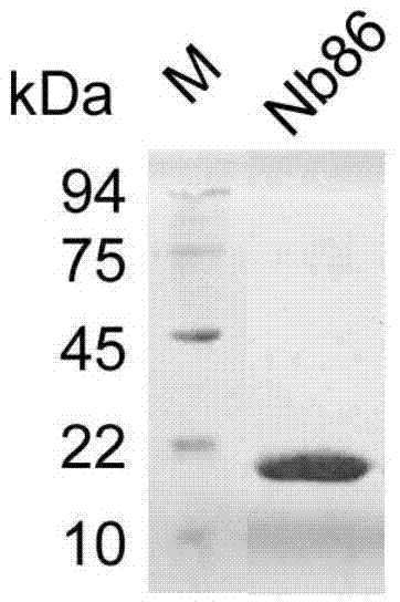 CD105 nano antibody Nb86