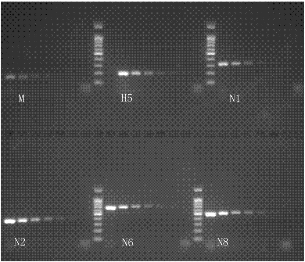 Multiplex-PCR primer group and kit for simultaneously identifying H5 subtype avian influenza viruses and NA subtypes thereof, and detection method