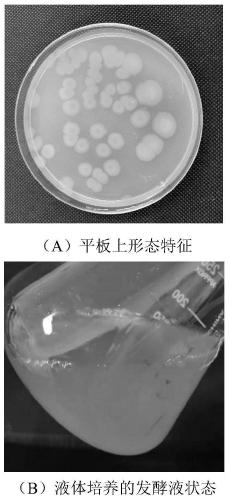 Pseudomonas stutzeri and application thereof