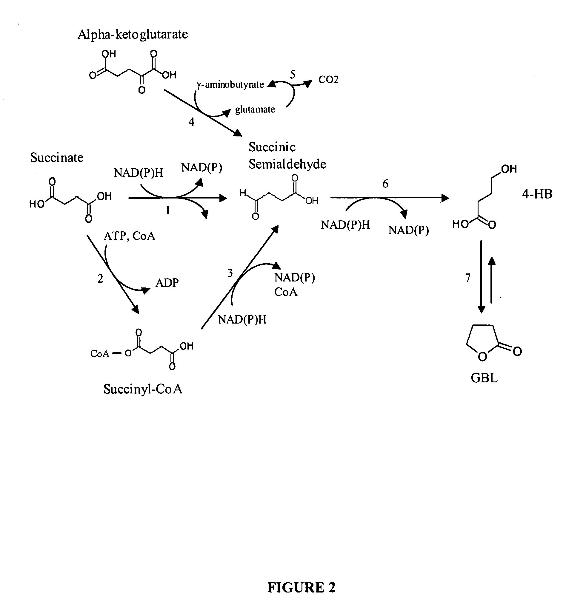 Methods and organisms for the growth-coupled production of 1,4-butanediol