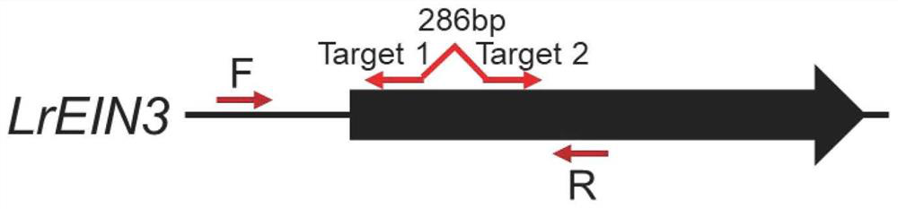 Application of lycium ruthenicum LrEIN3 gene in delaying fruit ripening