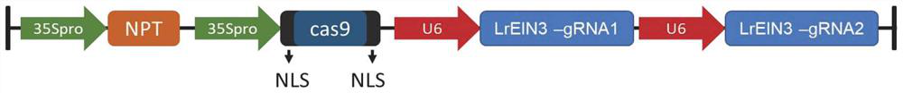 Application of lycium ruthenicum LrEIN3 gene in delaying fruit ripening