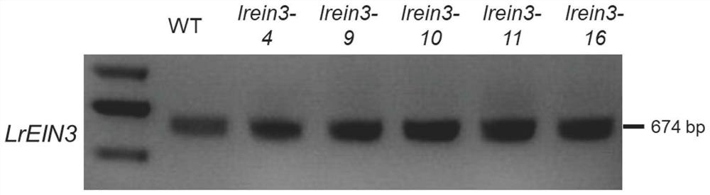 Application of lycium ruthenicum LrEIN3 gene in delaying fruit ripening