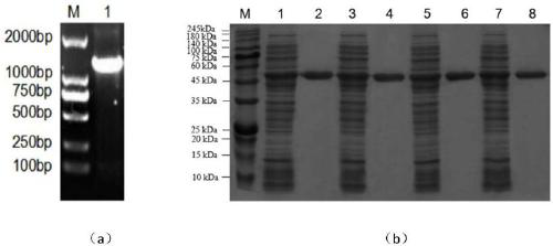 High enzyme activity aspartokinase mutant, engineering bacterial strain and preparation method of mutant