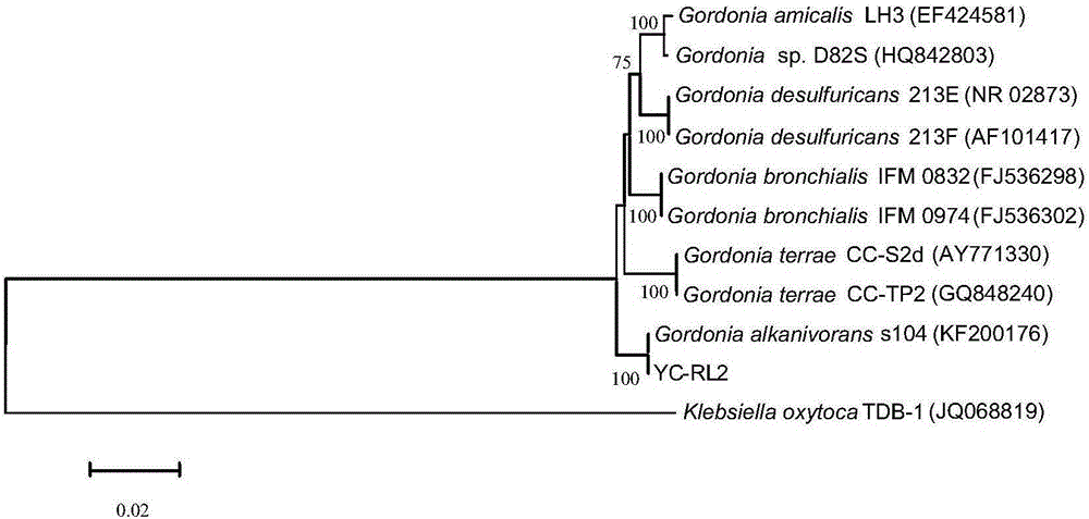 Gardenia alkanivorans YC-RL2 and application thereof