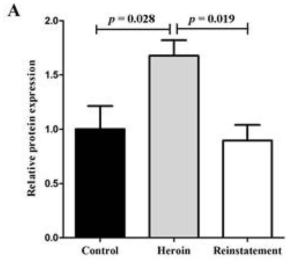 Application of GABRD gene in screening drugs against heroin relapse