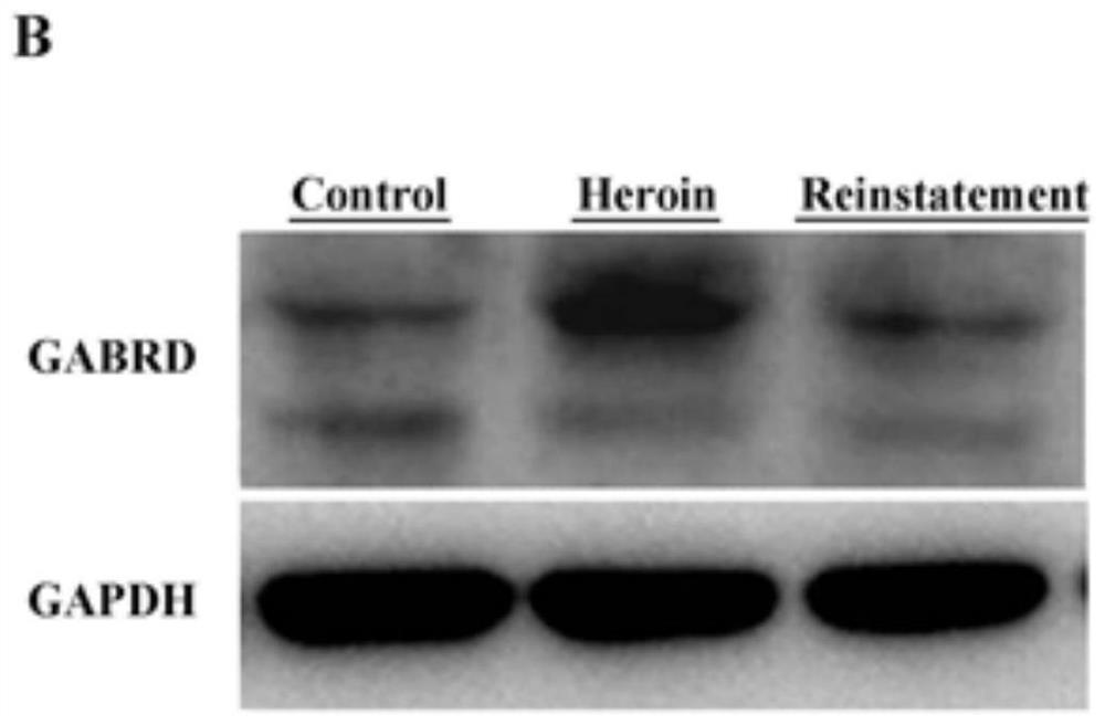 Application of GABRD gene in screening drugs against heroin relapse