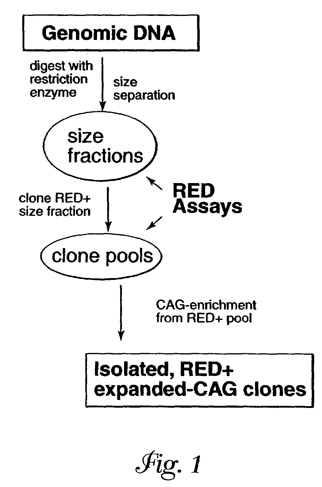 SCA7 gene and methods of use