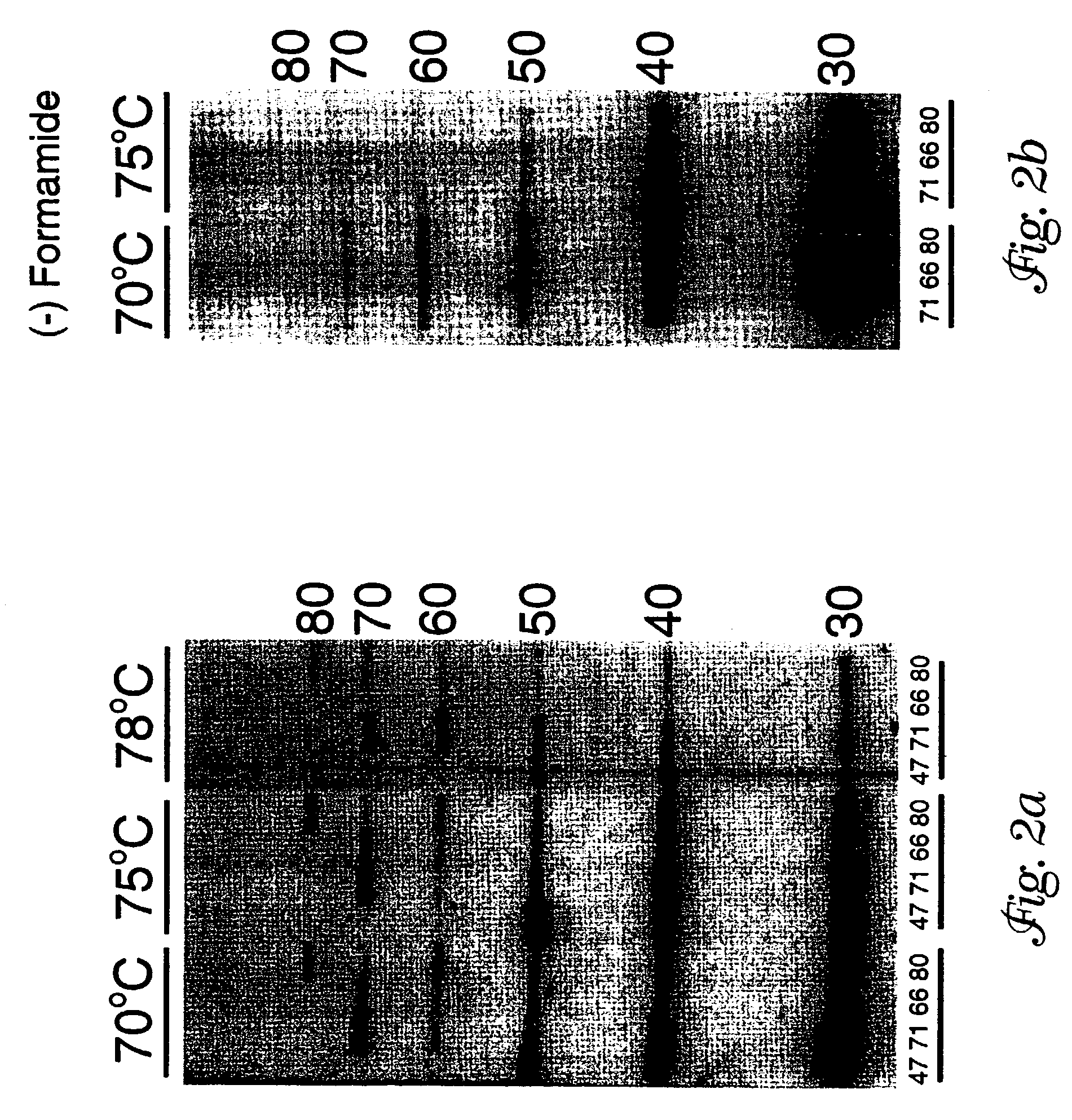 SCA7 gene and methods of use