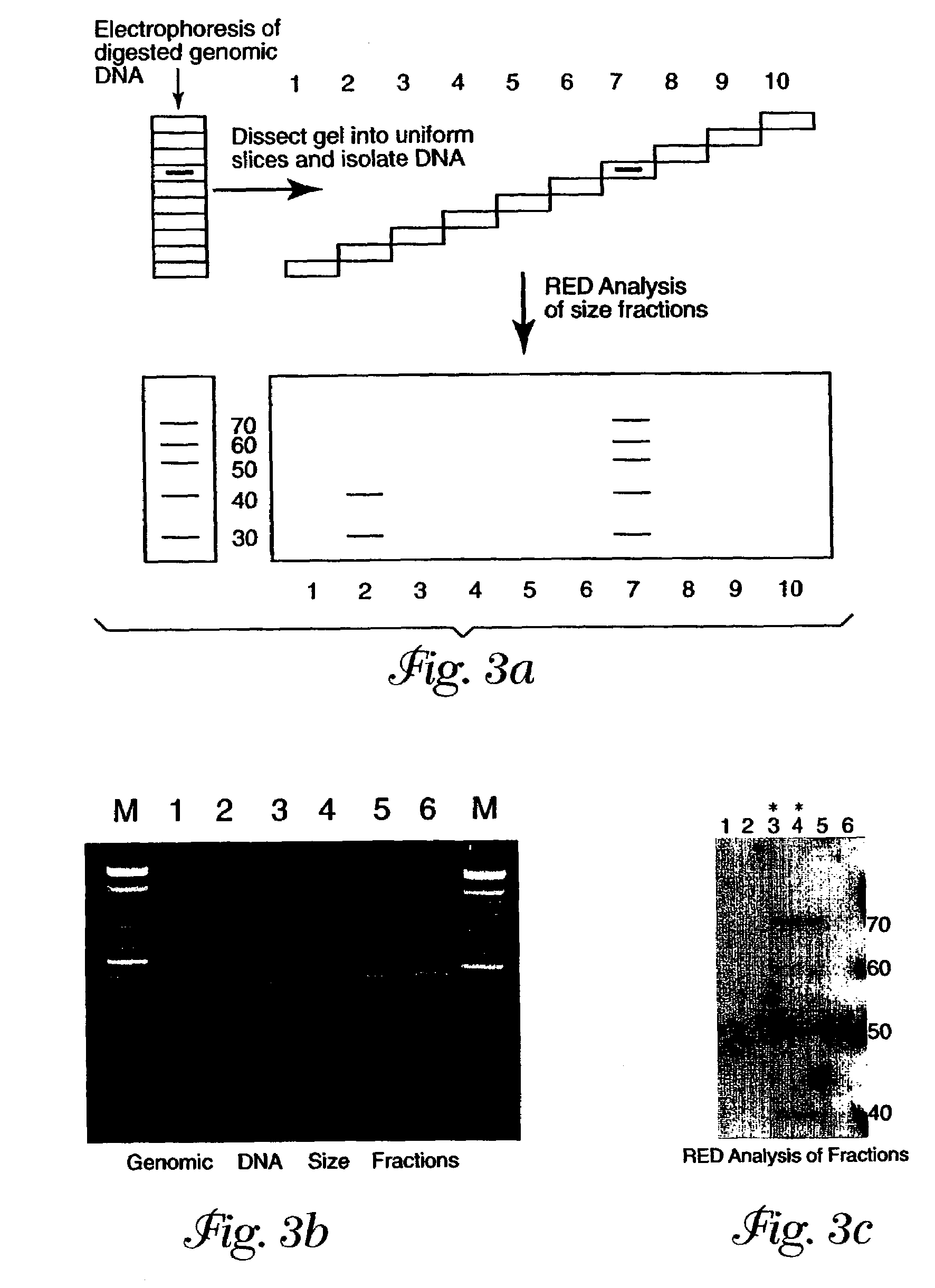 SCA7 gene and methods of use