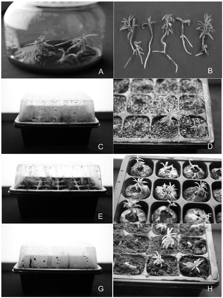 Method for domesticating and transplanting taxus chinensis var mairei tissue culture seedling